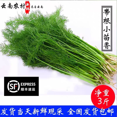 带根新鲜现采绿色蔬菜