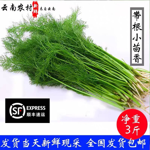 带根新鲜现采绿色蔬菜