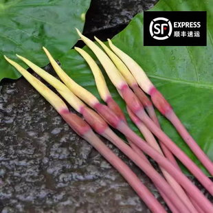 现货 包邮 云南野菜 芋荷花孕妇蔬菜农家自种3斤全国 新鲜 芋头花