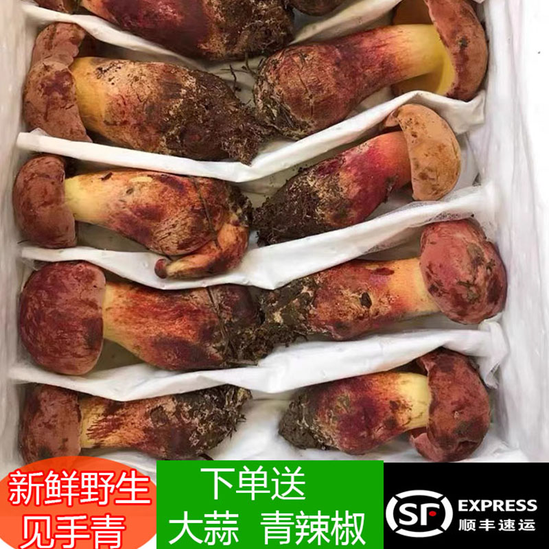 见手青新鲜云南菌菇500g