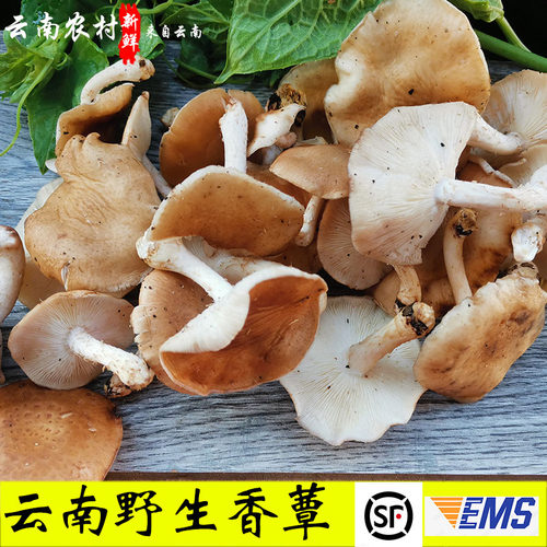 香信 云南小香蕈 新鲜丑香菇 非人工香菇食用菌菇顺丰快递包邮
