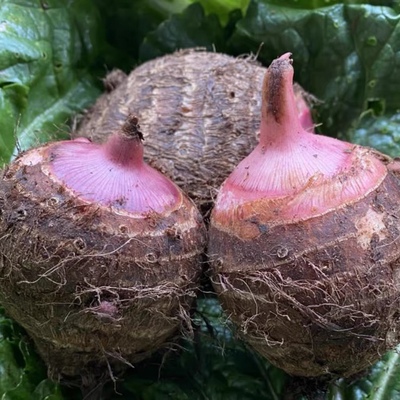 新鲜现挖云南毛芋头芋艿香