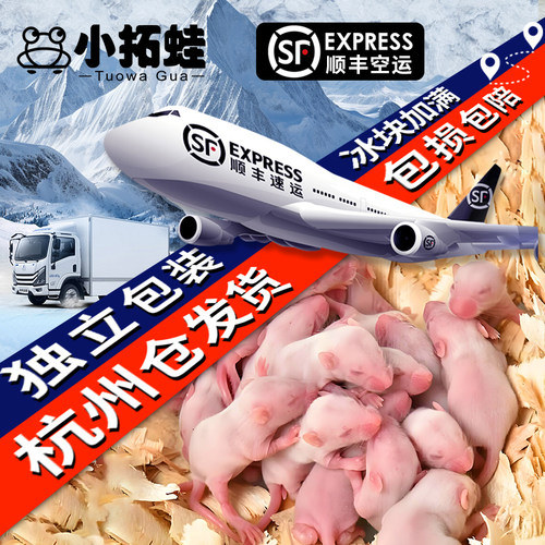 冷冻红皮乳鼠宠物蛇饲料喂猫