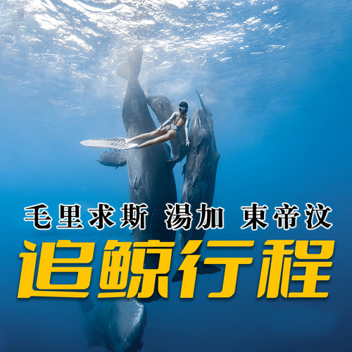 T11十一叔团队毛里求斯追鲸汤加自由潜水追鲸行程包船水下摄影