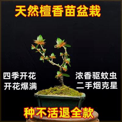 天然檀香苗聚财纳福金莲花