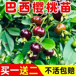 巴西樱桃树苗车厘子大樱桃苗树苗南北方种植庭院地栽盆栽带土带叶