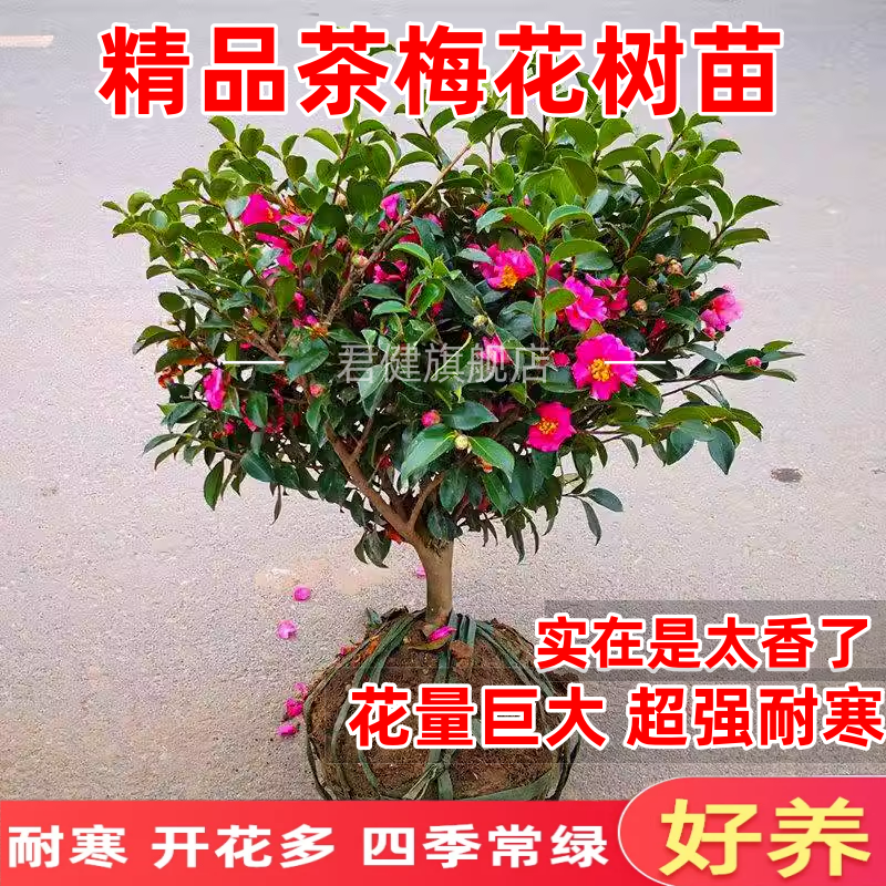 茶梅盆栽四季花苗景庭院阳