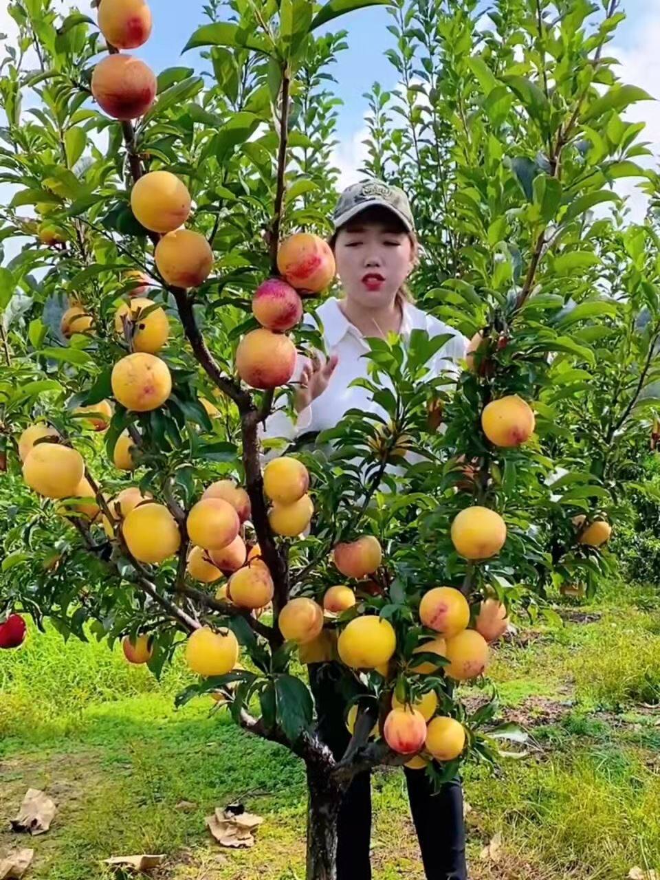 四川脱骨李子苗青脆新品种特大南方种植水果树苗大全蜂糖李子树苗