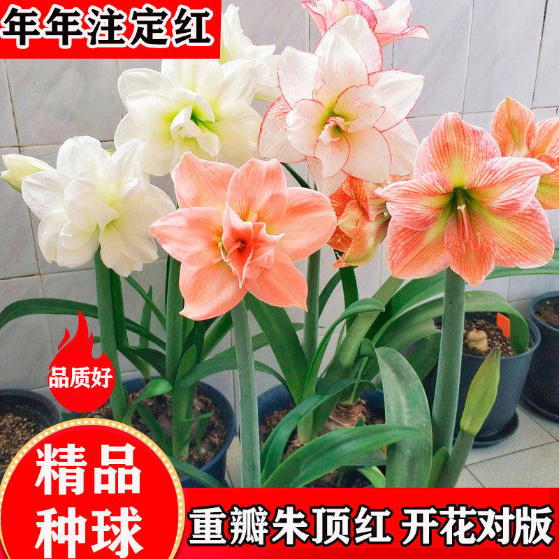 进口秘鲁朱顶红种球重瓣盆栽孔雀双王花卉室内外阳台植物四季开花怎么样,好用不?