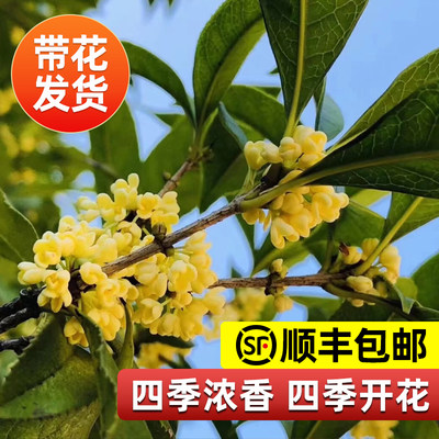 桂花树苗盆栽可食用金四季