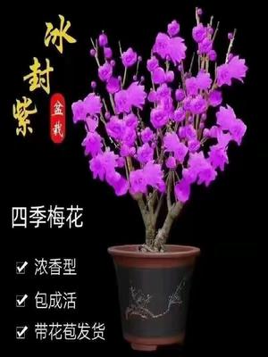 【带花苞】腊梅老桩浓香型耐