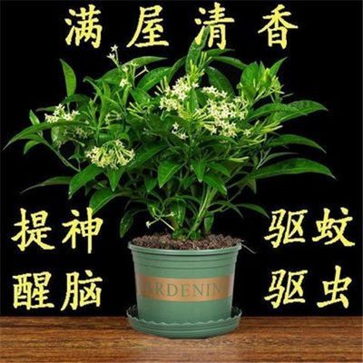 夜来香花树苗盆栽卉植物室