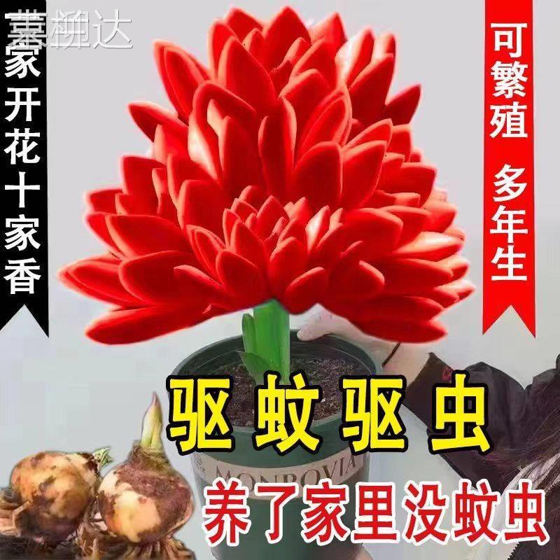 驱蚊花卉盆栽紫月兰四季开