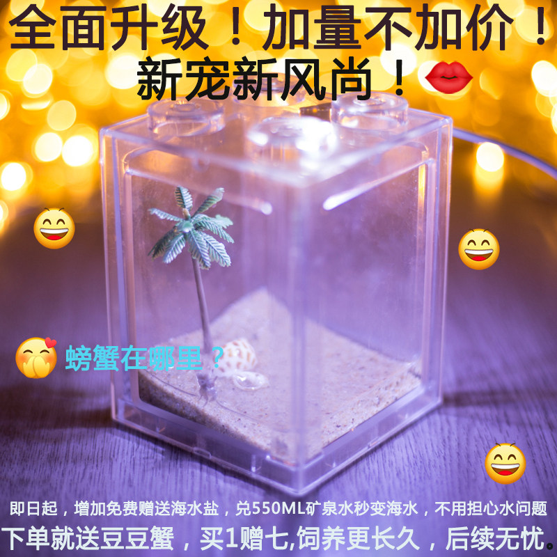 带灯豆豆蟹桌面小可爱