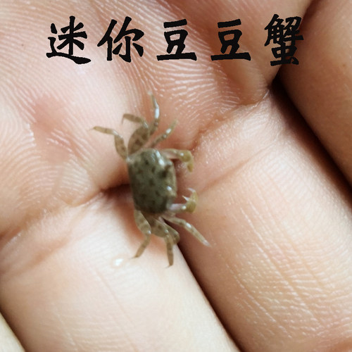 迷你豆豆蟹浅水蟹海水宠物观赏汽水蟹迷你红爪辣椒蟹小型桌面景观 - 封面