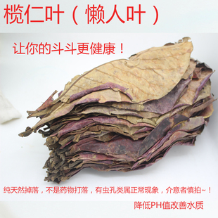 改善水质 降低鱼缸PH值 斗鱼七彩神仙龙鱼鲷鱼 懒人叶 天然榄仁叶