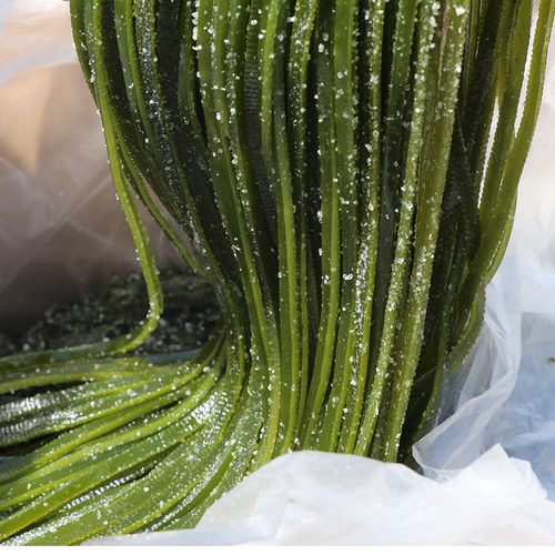 厚丝荣成海带盐渍五斤冷冻保存