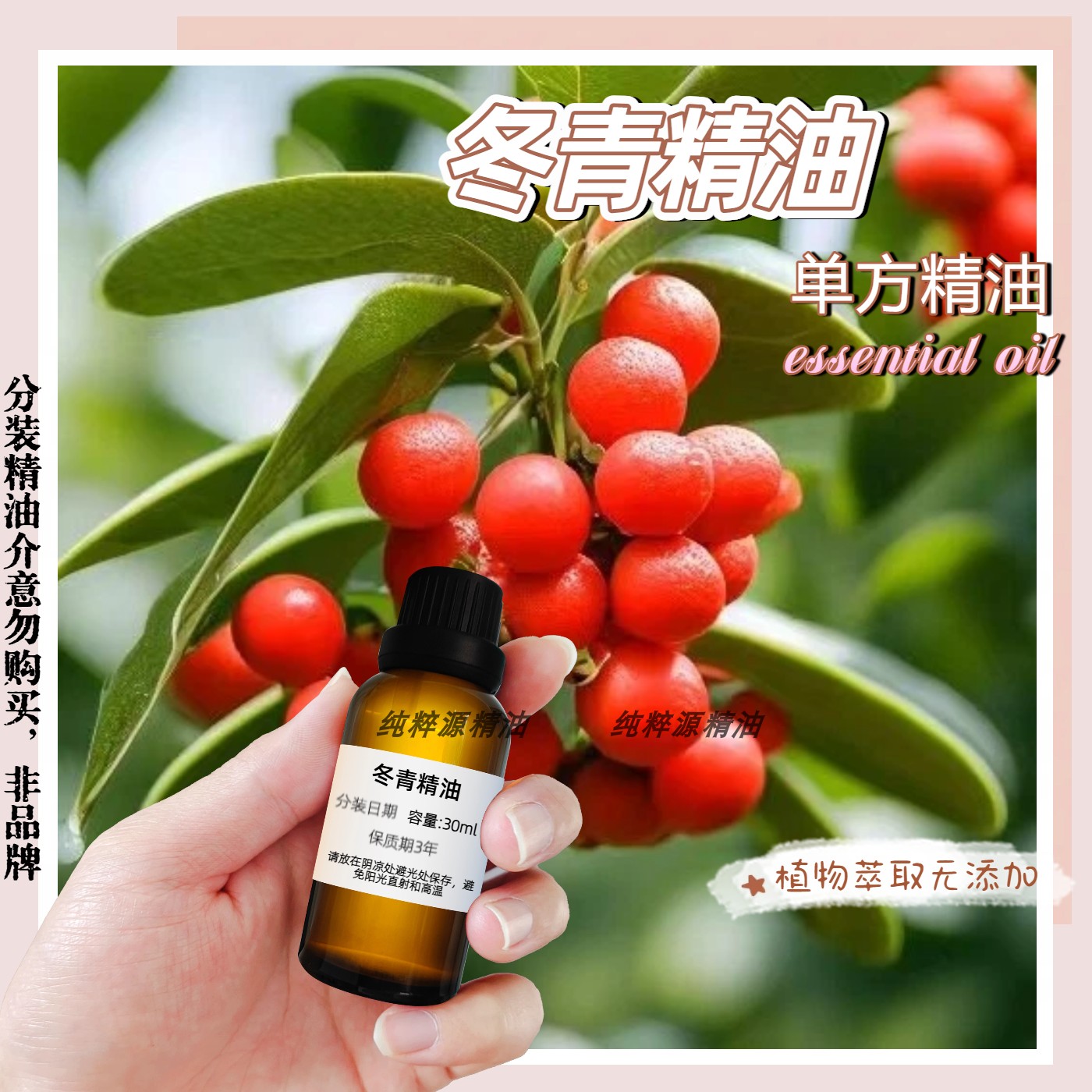 冬青精油单方精油缓解肌肉关节