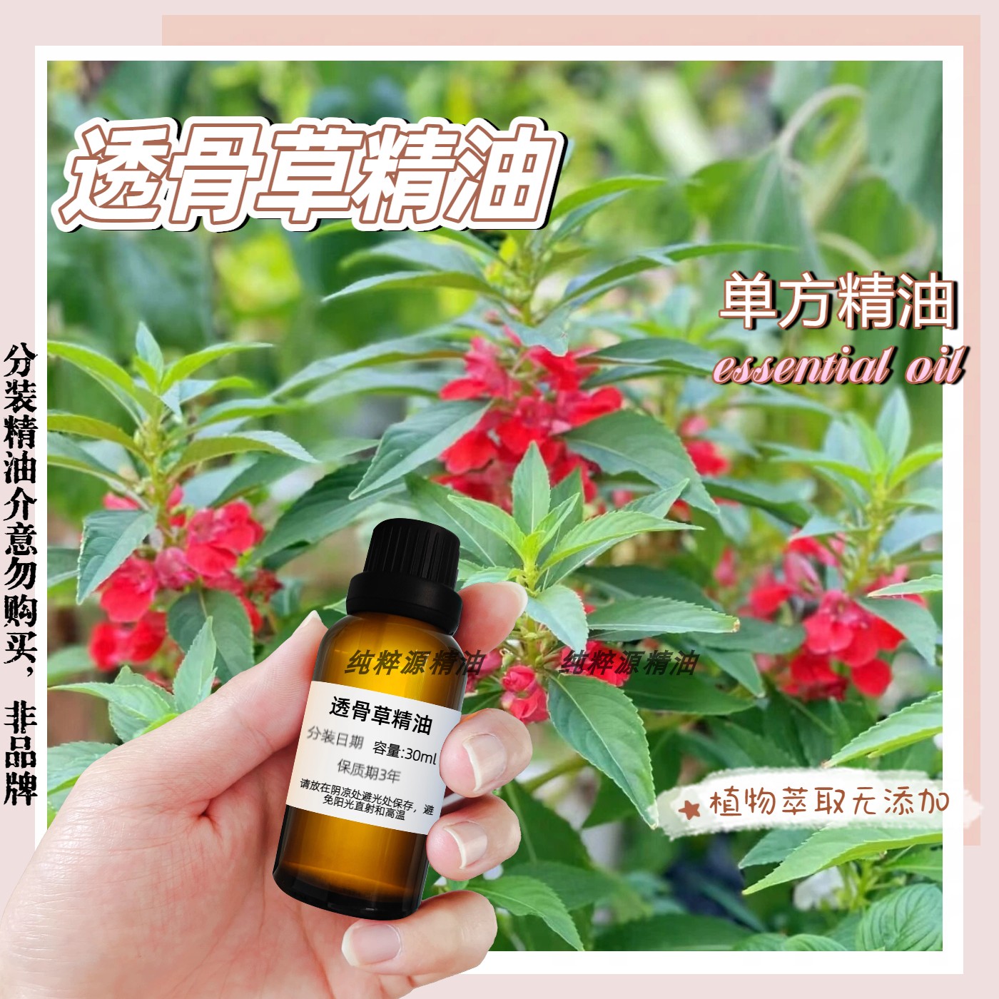 透骨草精油全身按摩刮痧