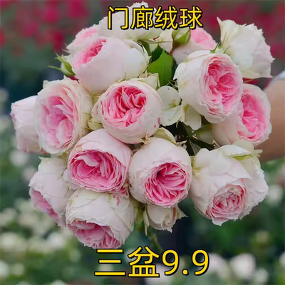 绒球门廊月季花大苗阳台露台浓香玫瑰花盆栽观花四季开花卉绿植物