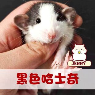 花枝鼠活体幼崽幼儿宿舍懒人宠物正脸哈士奇暹罗送粮食