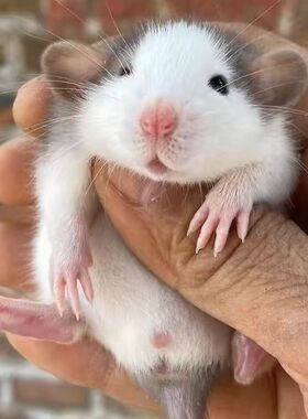 家养花枝鼠不咬人浅蓝色纯金卷毛宿舍学生小朋友手养宠物