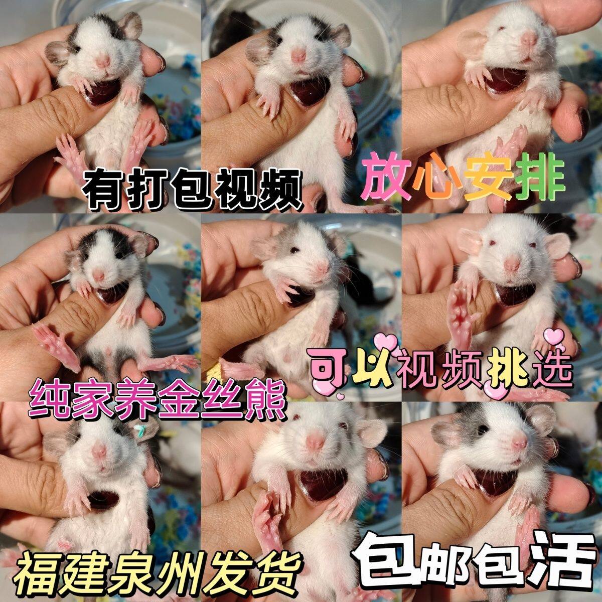 花枝鼠活物活体卷毛大体巨型宠物鼠幼崽健康亲人家养网红无毛异宠