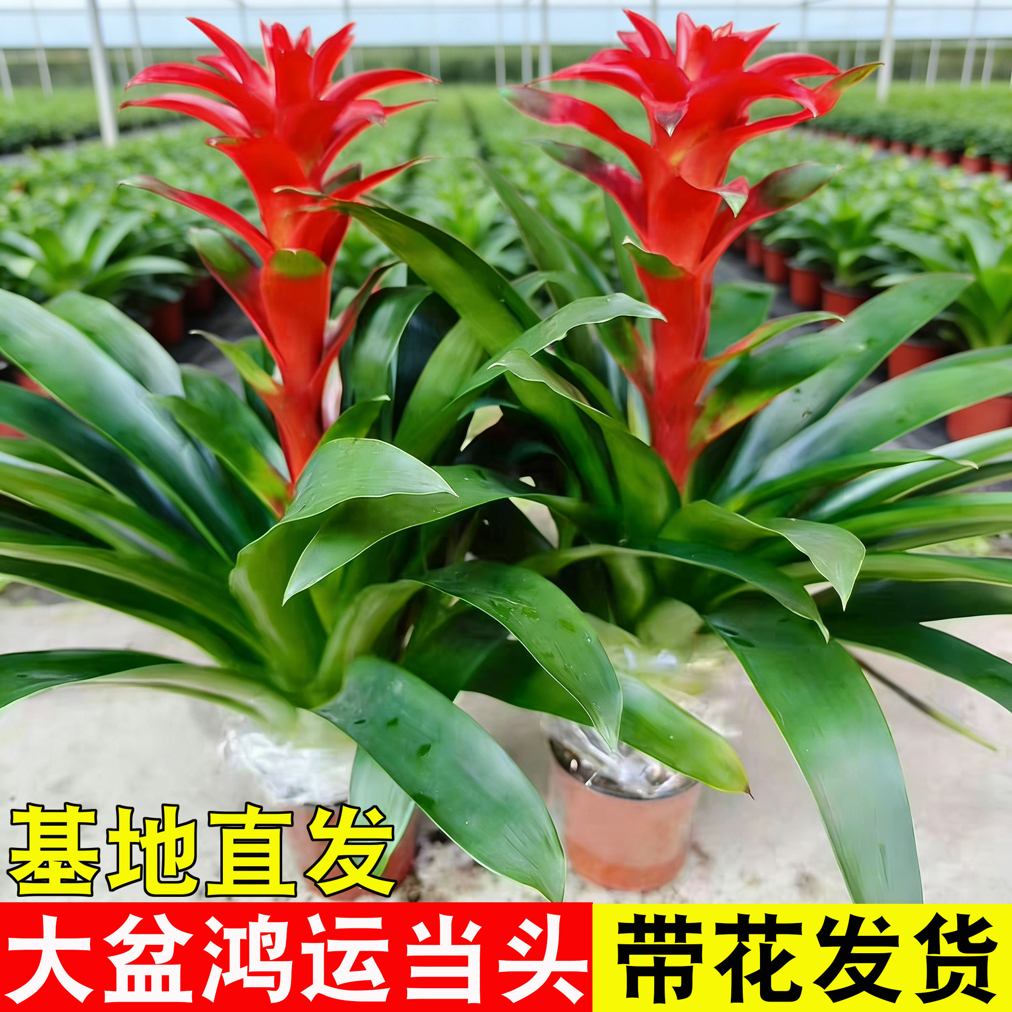 鸿运当头带花盆栽小红星凤梨办公室内客厅鲜花卉绿植红掌大花植物