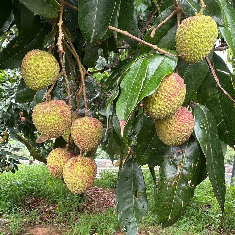妃子笑荔枝 高州荔枝  新鲜水果 正宗广东茂名高州特产荔枝中大果