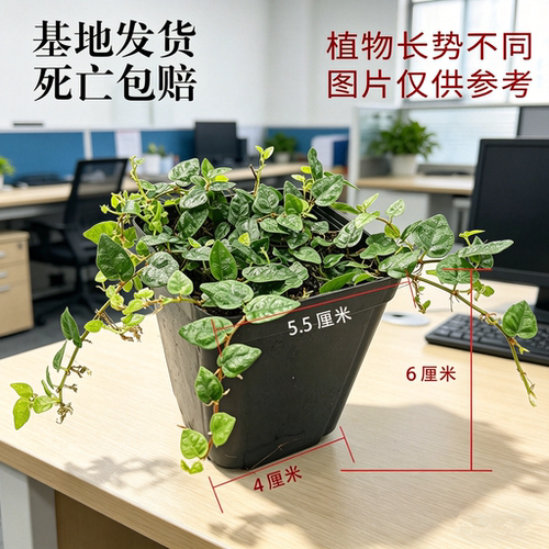 小叶霹雳掌叶霹雳微景植物水陆缸造景绿植盆栽花卉室内趣味绿植