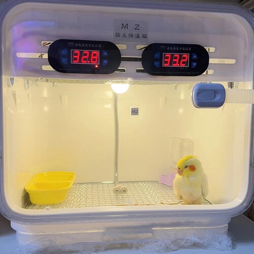 鹦鹉保温箱220V双温控恒温