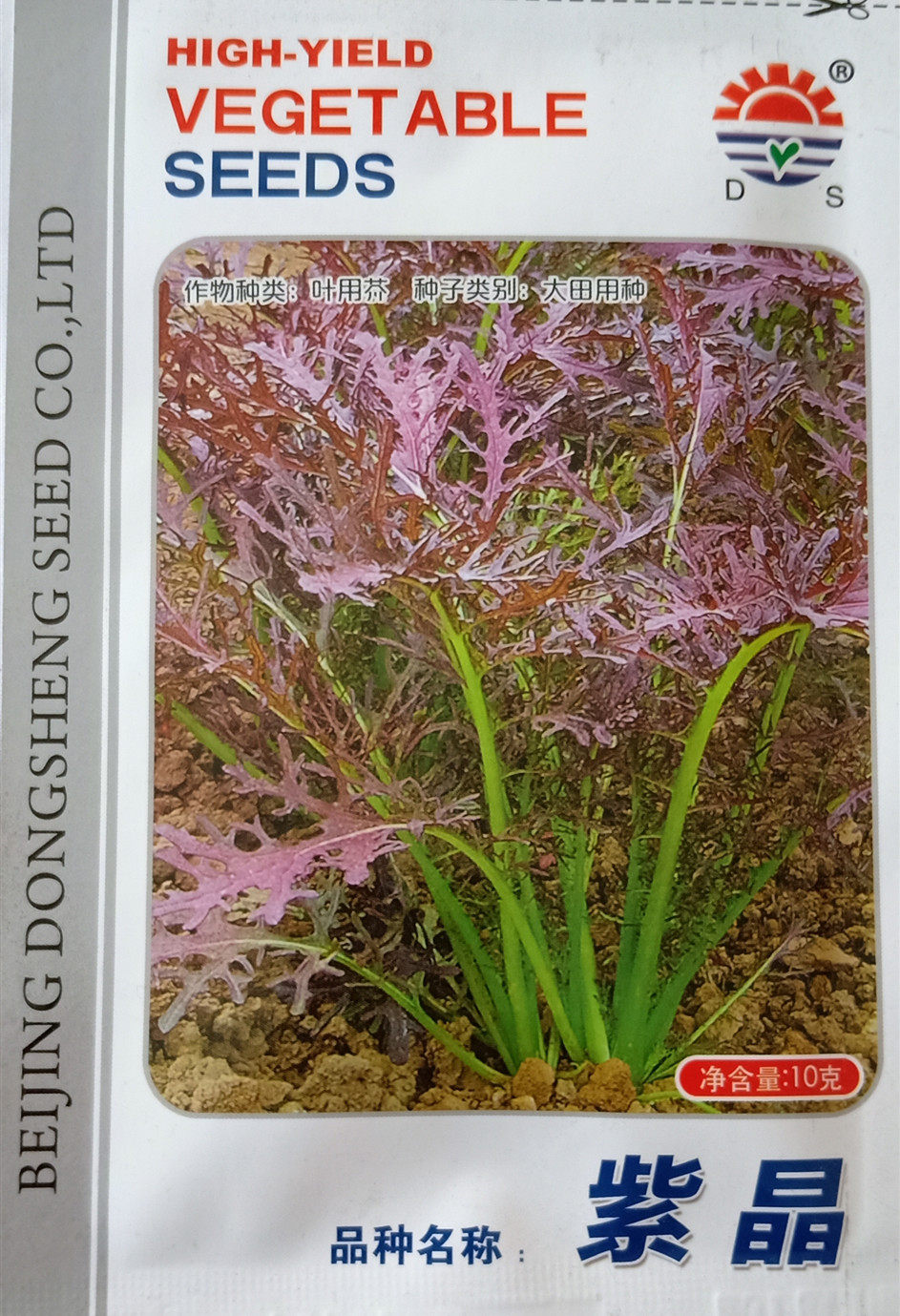 紫晶京水菜种子 紫生菜紫苦苣芥菜 四季播种农家青菜蔬菜种子耐热