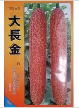 寿光老黄瓜种大长金金星麻皮巨型东北老黄瓜种子春秋菜园基地种植