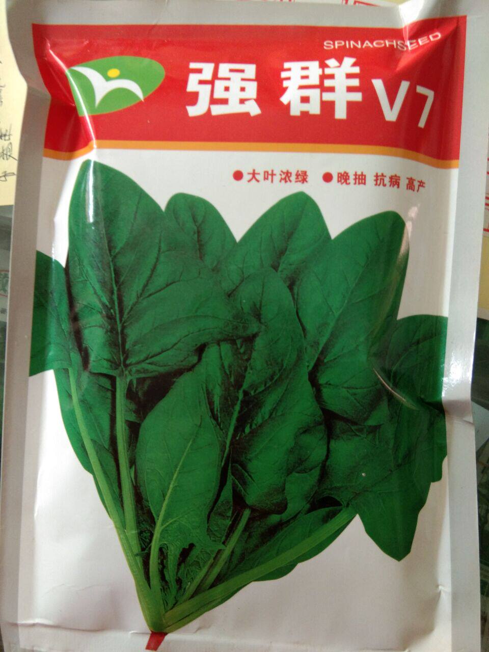耐寒大叶菠菜王种子强群V7强胜菠菜春秋冬菜园庭院基地简单易种