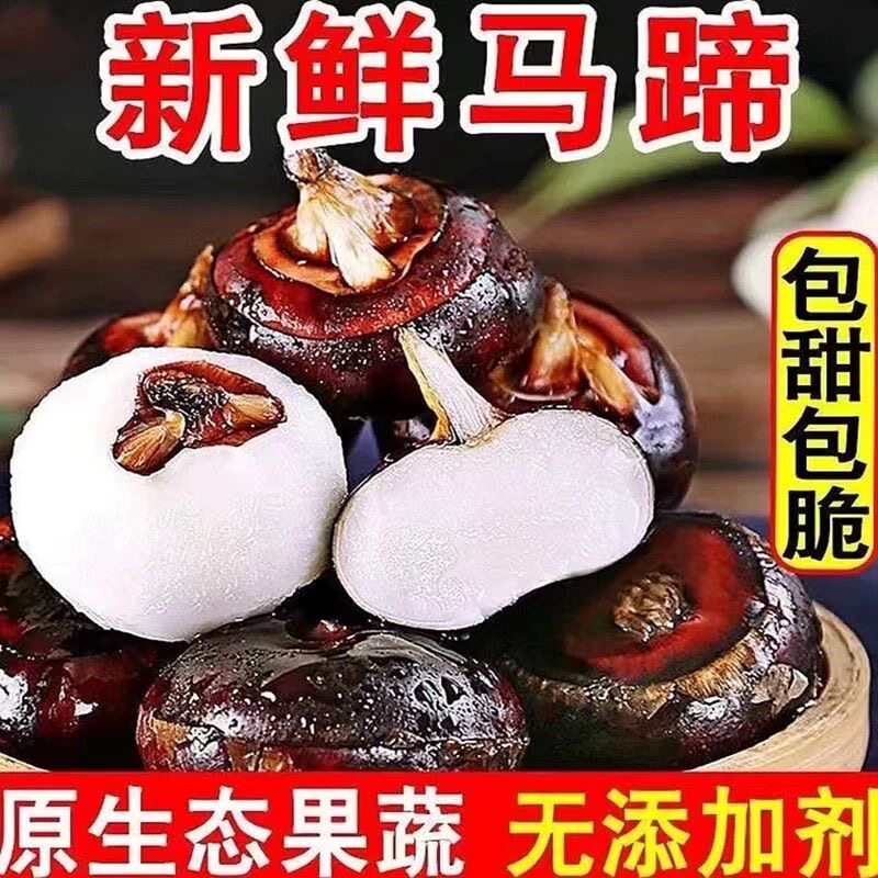 现挖带泥新鲜马蹄大果正宗荸荠多汁地栗特大水果当季蔬菜农家地梨