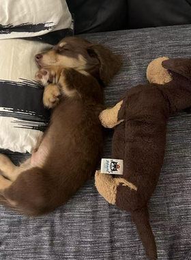 【现货】jellycat英国Otto奥托腊肠犬毛绒公仔小狗狗安抚玩偶送礼