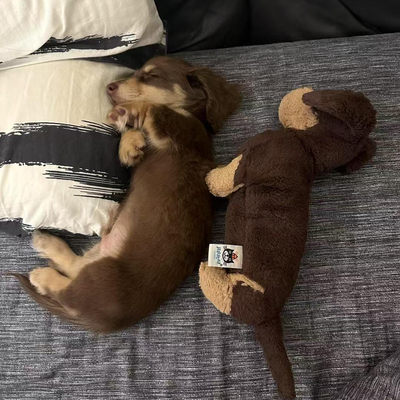 jellycat英国代购腊肠犬小狗玩偶