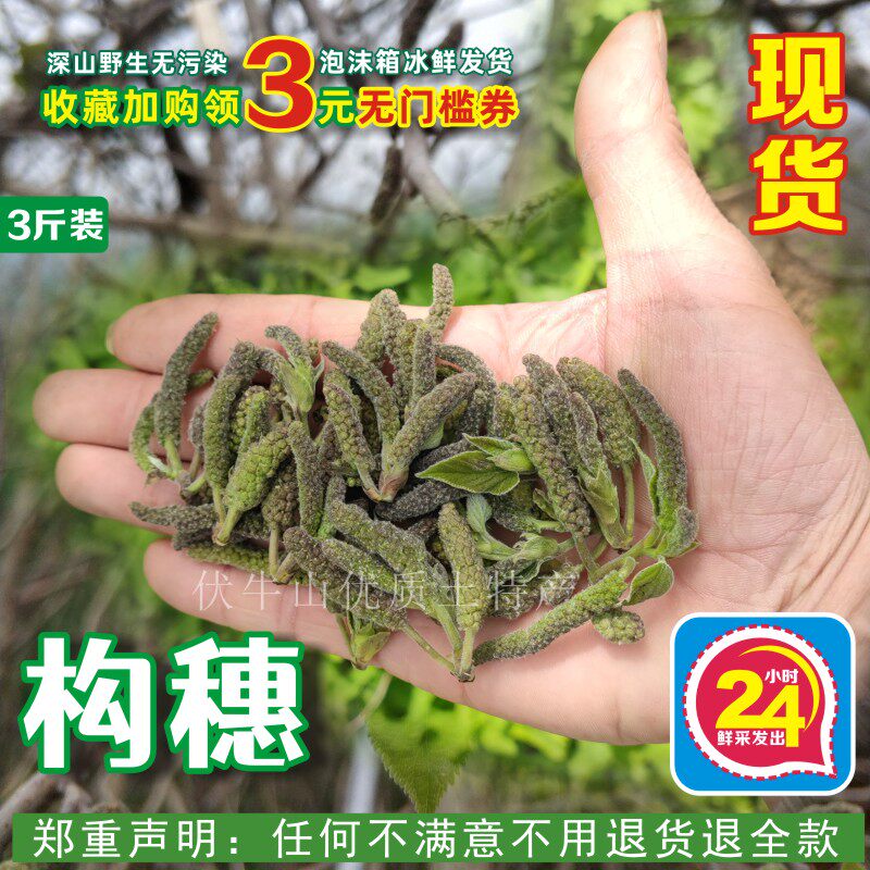 26年现货构蒲穗农家蒸野菜野生楮桃构絮构树花构棒槌儿楮不就包邮