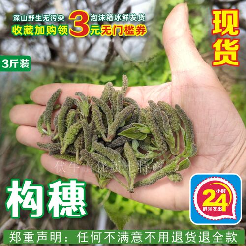 26年现货构蒲穗农家蒸野菜野生楮桃构絮构树花构棒槌儿楮不就包邮