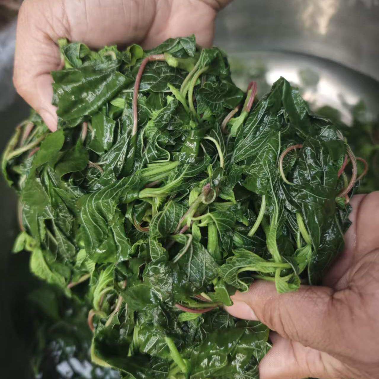 26年现摘苋菜野生新鲜绿苋菜农家仁汉菜绰水银子菜商用引仙菜包邮