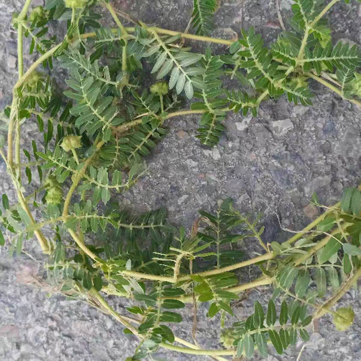 新鲜现采野生中草药刺蒺藜全草白蒺藜子鲜品蒺藜秧晒干三角刺包邮
