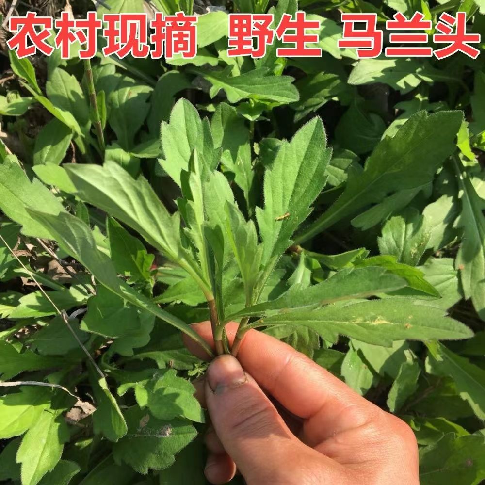26年新鲜现挖野菜马兰头农家麻蓝菜野生马兰菜水饺馅火锅蔬菜包邮