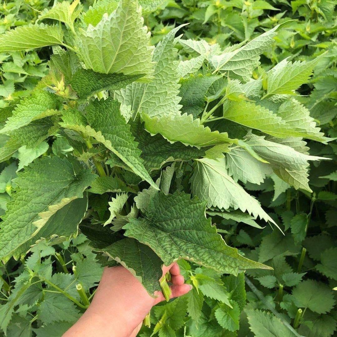 藿香叶新鲜现摘农家特产五香叶荷香叶笆蒿炖鱼煎蛋做调料3斤包邮