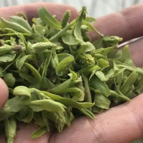 26年新鲜现摘柳树芽农家嫩柳絮蒸菜凉拌柳树叶柳絮儿野菜柳尖包邮