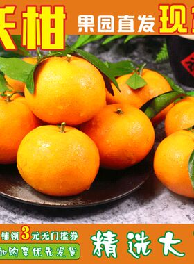 果园沃柑当季新鲜水果贡柑甜橘子