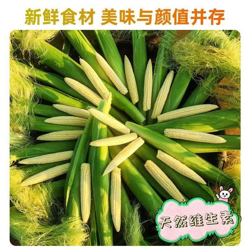 新鲜玉米笋现摘水果甜玉米笋宠物小玉米芯迷你苞谷须嫩穗现货包邮