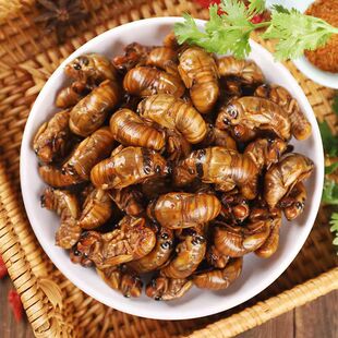 2025年野生知了猴儿农家金蝉子唐僧肉爬叉结了龟顺丰空运现货包邮