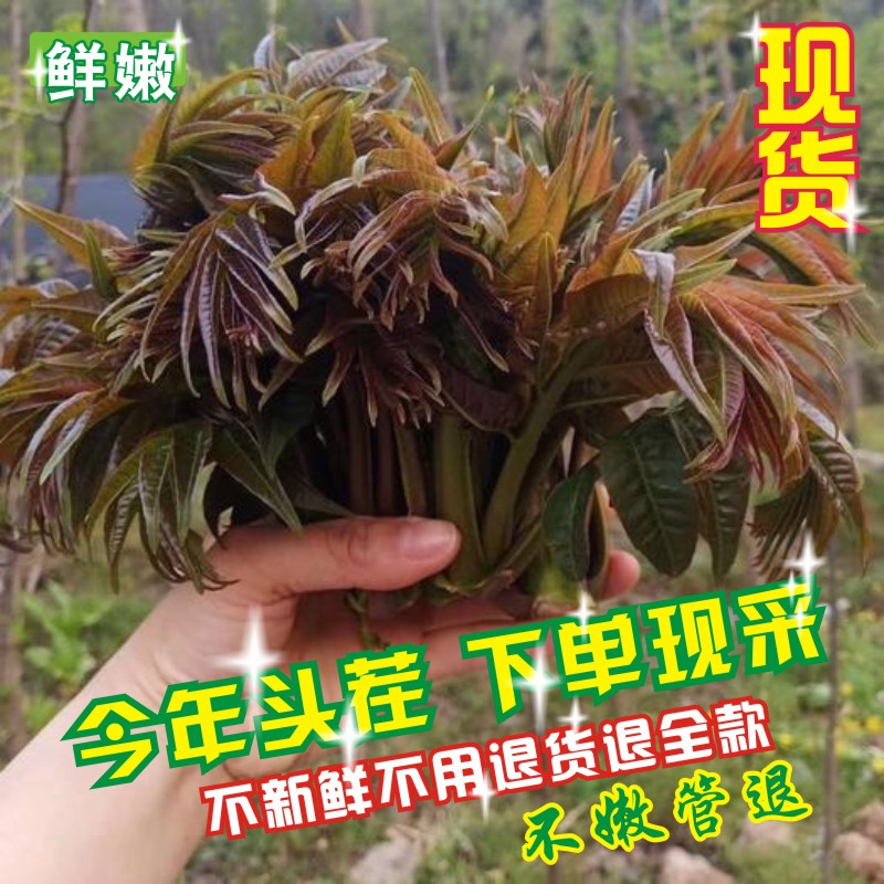 现货深山野生香椿芽露天头茬红叶香椿特产菜美味野菜现采2斤包邮