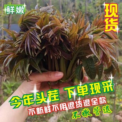 野生香椿芽红叶香椿现货野菜