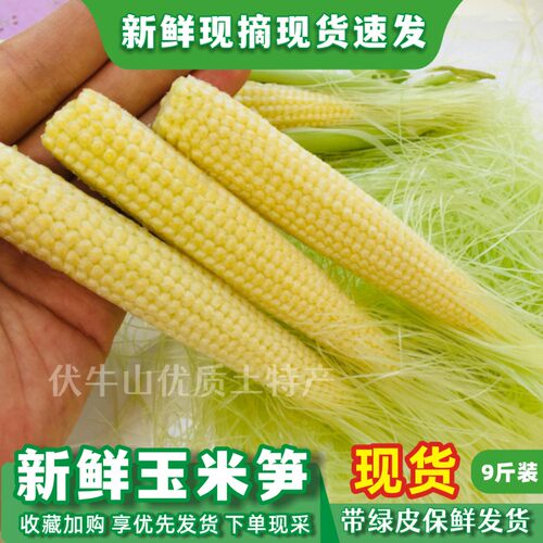 新鲜玉米笋现货小苞米芯嫩穗儿